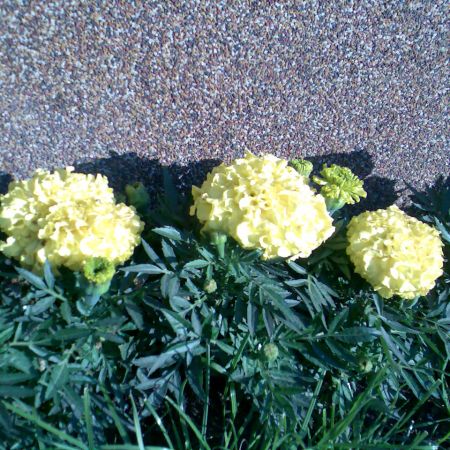 Tagetes -Craite